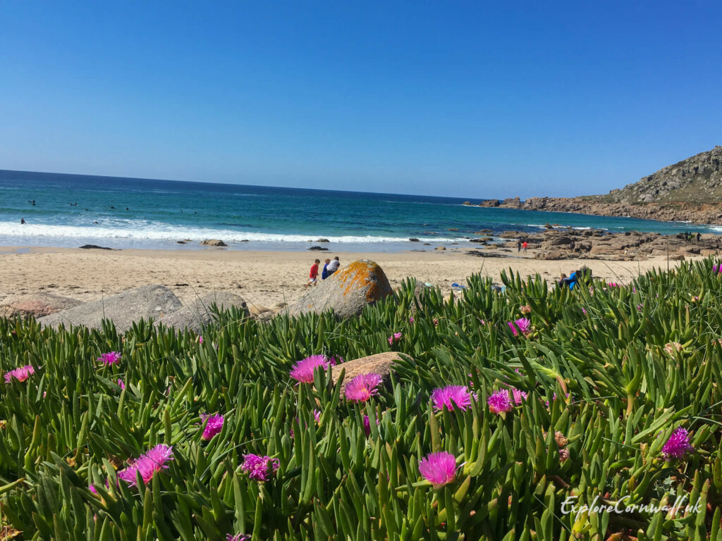 Hotten-tot Fig at Gwynver Beach