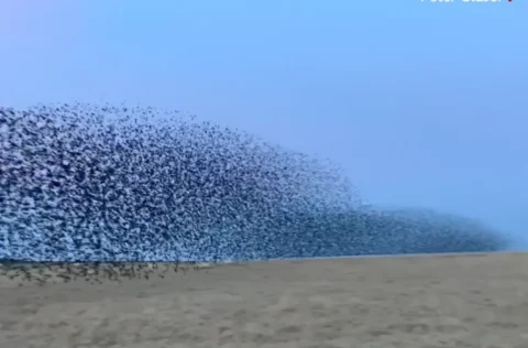 Murmuration on Bodmin Moor
