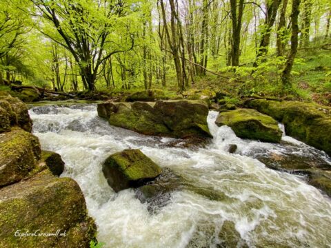 Golitha Falls
